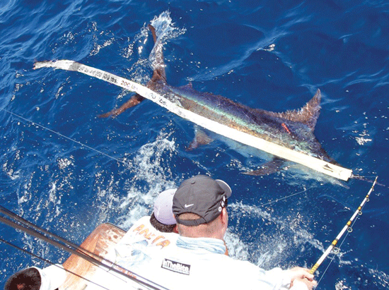 Marlin Release Ruler + Free One Year Subscription of InTheBite Magazine