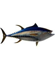 Bluefin Tuna Ruler