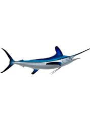 White Marlin Release Ruler